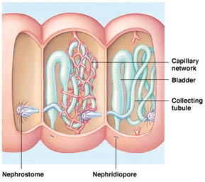 meta-nephridia or an earthworm